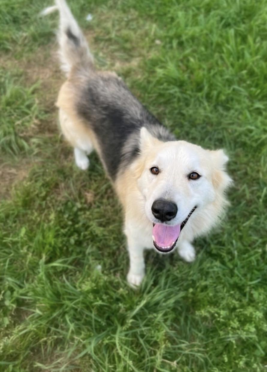 Enlarge Luna! Belly rub lover! , a Adoptable mixed breed in MA , MA image 4/6