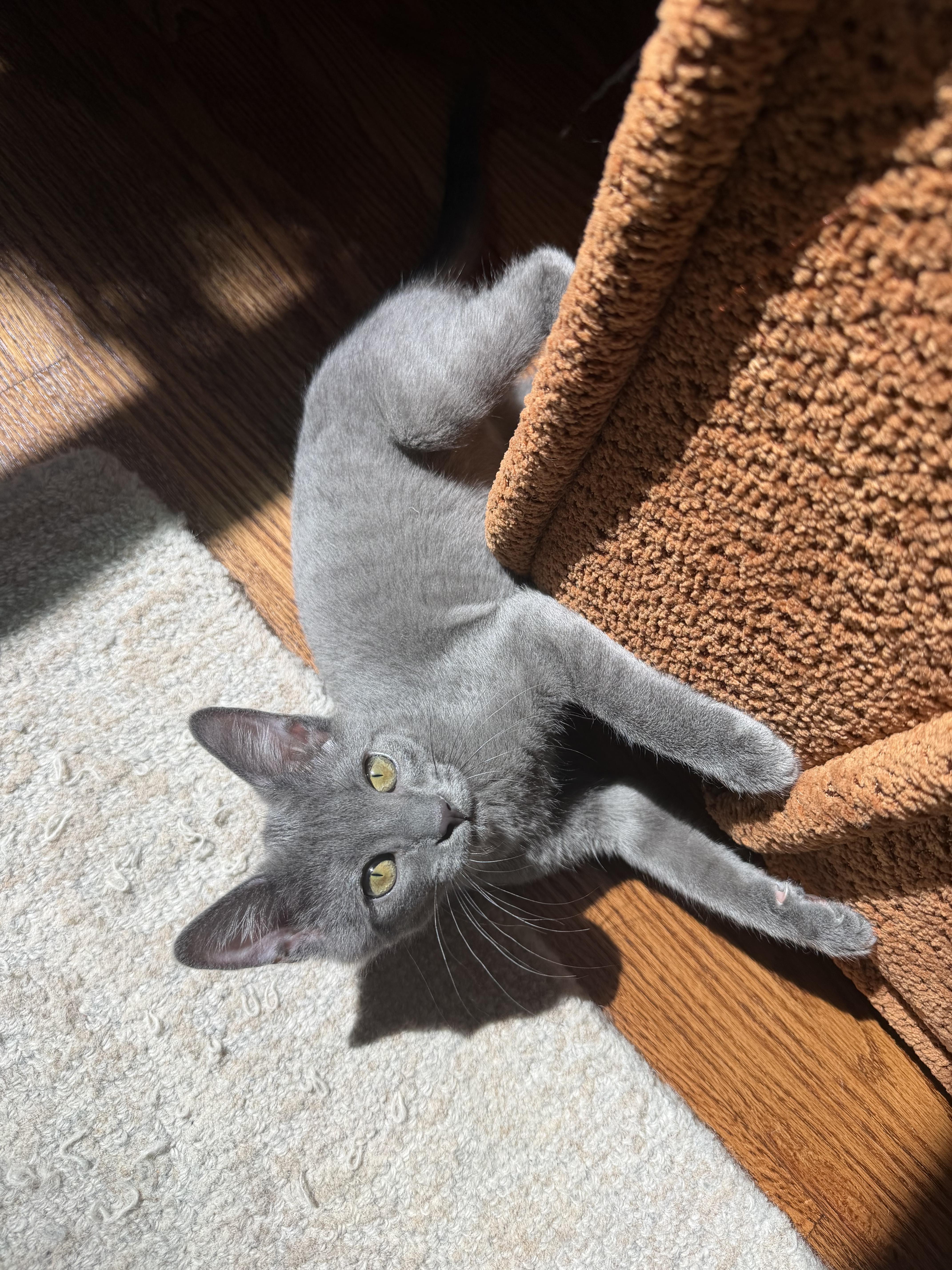 Dust, ADOPTABLE, Young Female Domestic Short Hair.