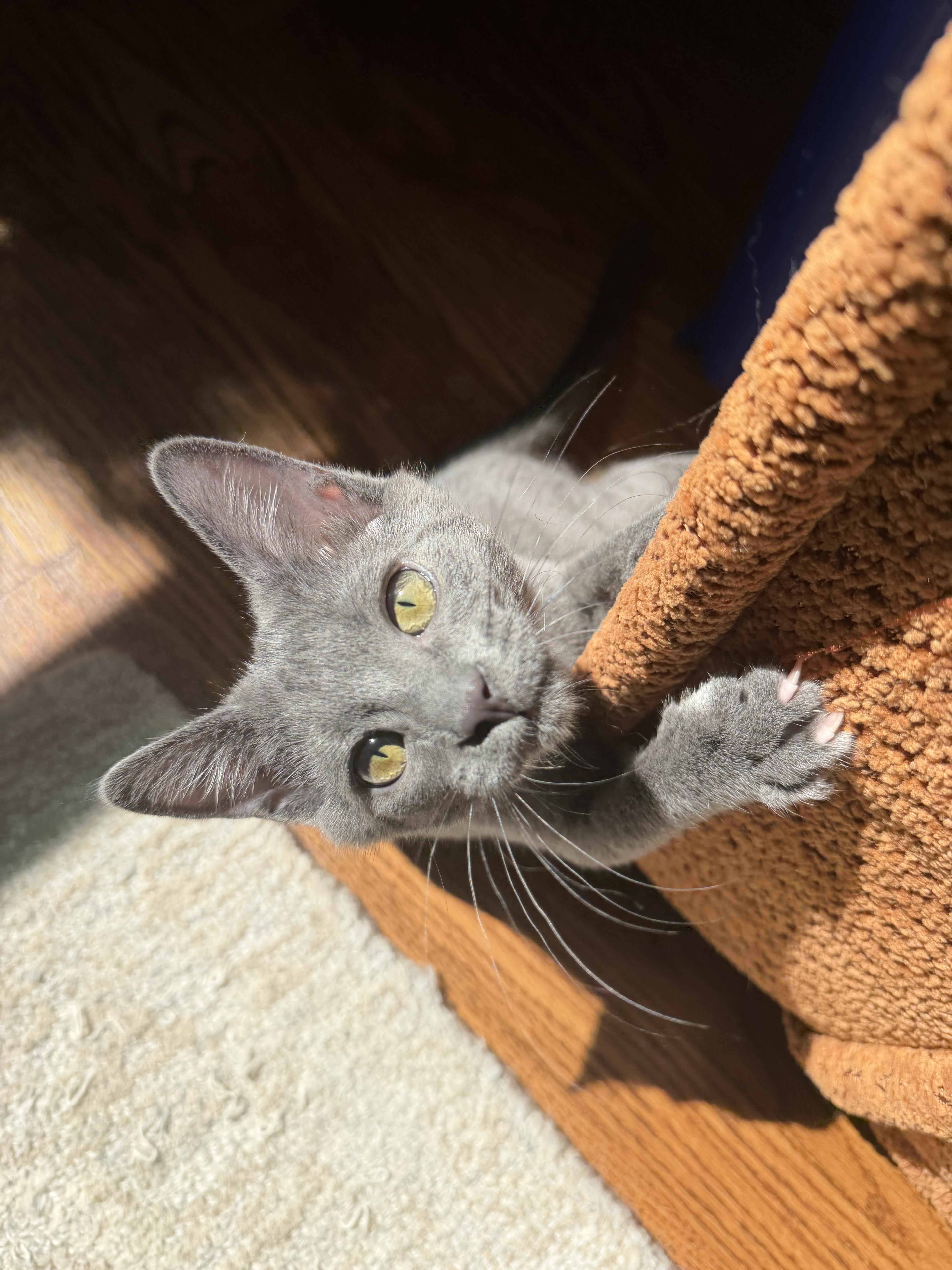 Enlarge Dust, a ADOPTABLE Domestic Short Hair in Wilmington, NC image 2/2