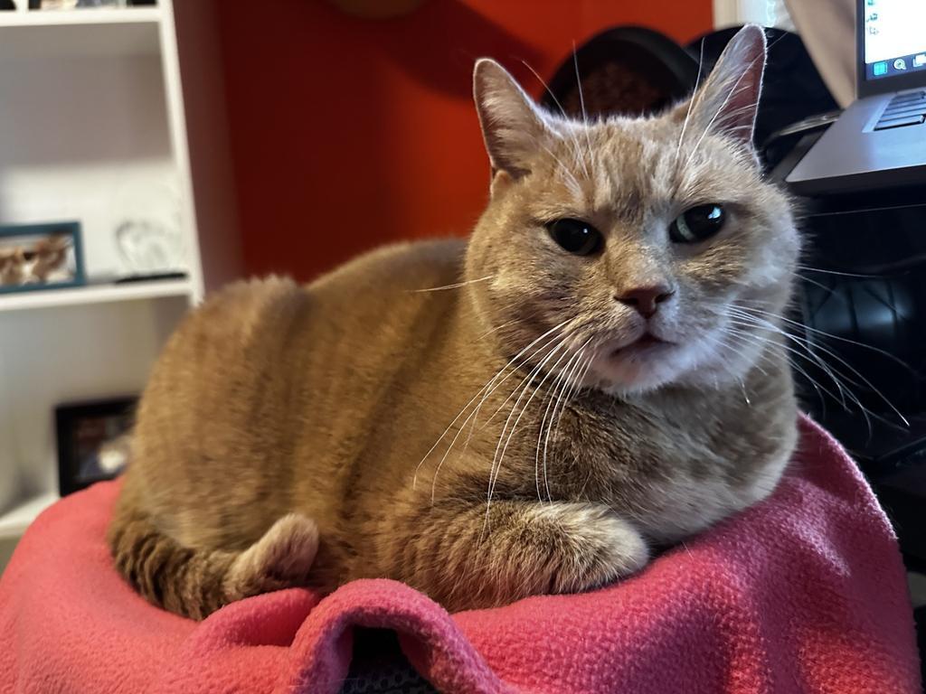 Daisy, Adoptable, Senior Female Domestic Short Hair.