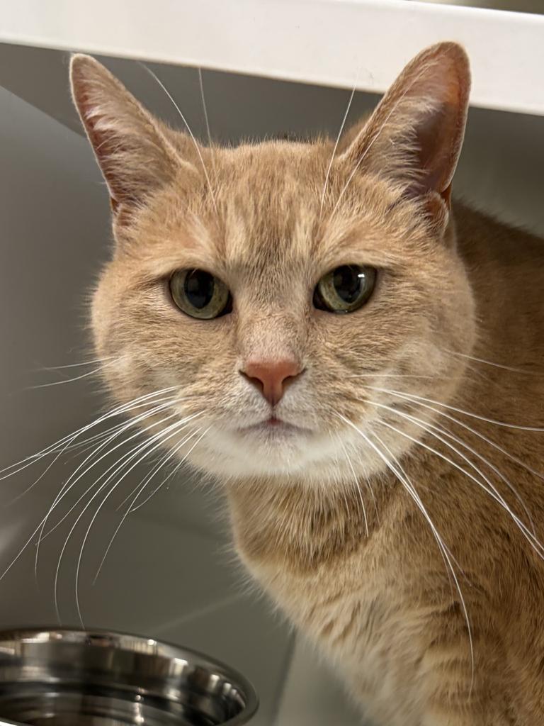 Enlarge Daisy, a Adoptable mixed breed in Saint Paul, MN image 2/6