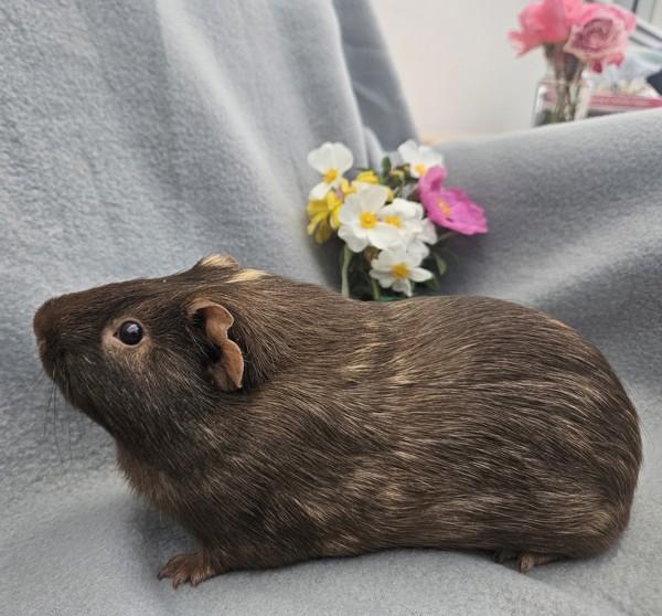 Billy, a Adoptable mixed breed in Healdsburg, CA image 1/2