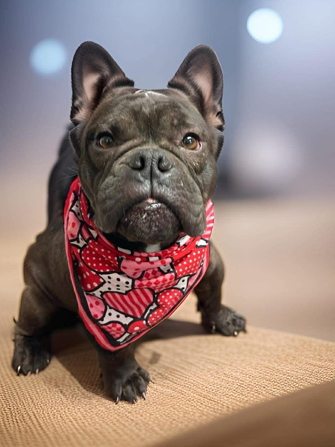 Enlarge Raven, a ADOPTABLE mixed breed in Springfield, IL image 1/1