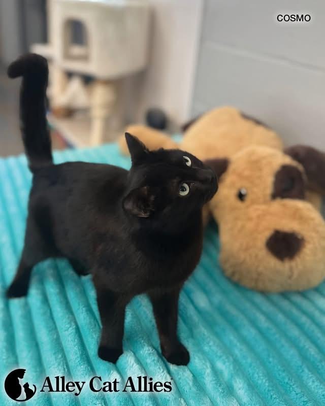 Cosmo, a ADOPTABLE Domestic Short Hair in Bethesda, MD image 2/3