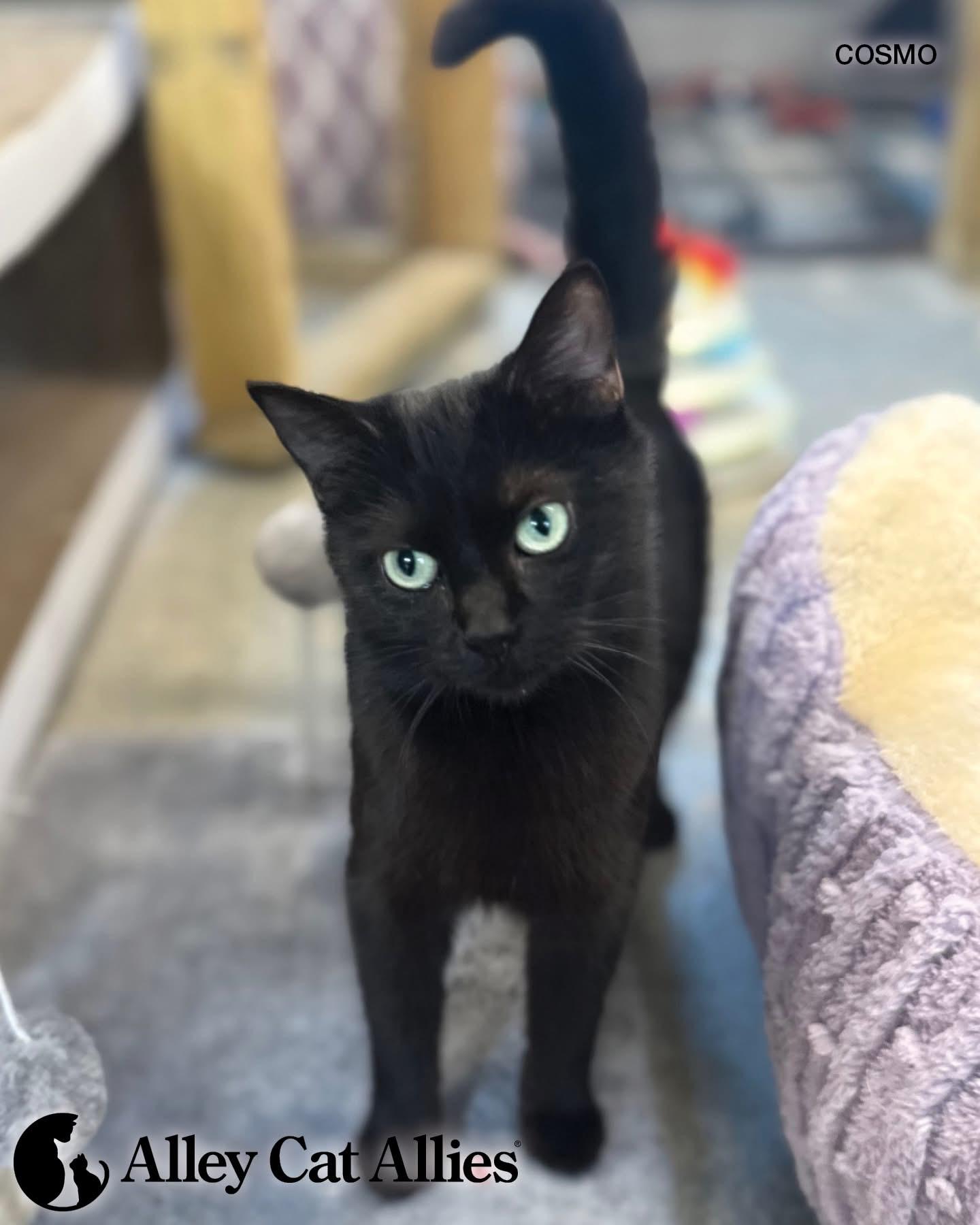 Cosmo, a ADOPTABLE Domestic Short Hair in Bethesda, MD image 1/3