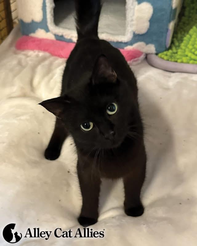 Cosmo, a ADOPTABLE Domestic Short Hair in Bethesda, MD image 3/3