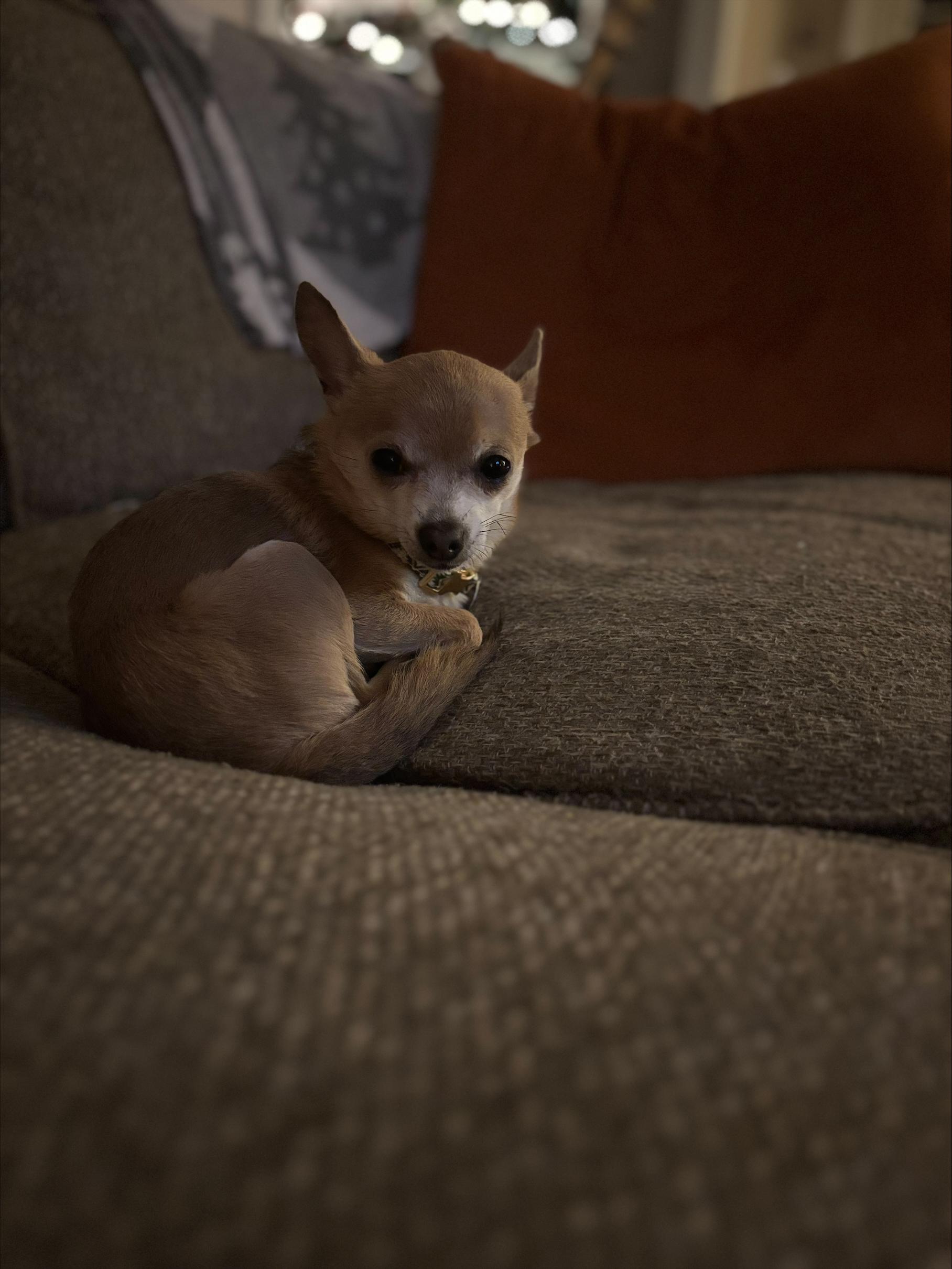 Enlarge Gremlin, a ADOPTABLE Chihuahua in Durham, NC image 4/4