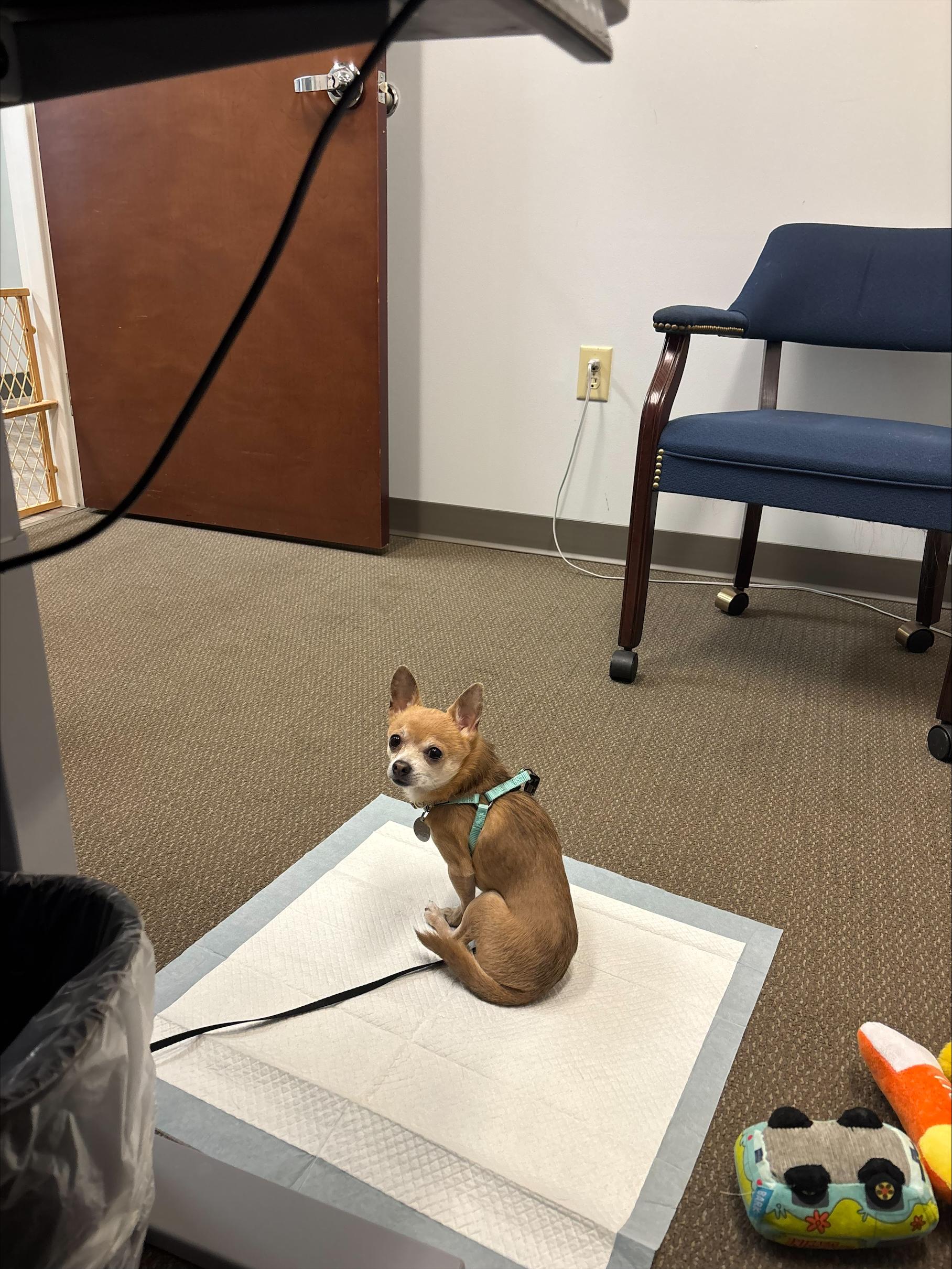 Enlarge Gremlin, a ADOPTABLE Chihuahua in Durham, NC image 3/4