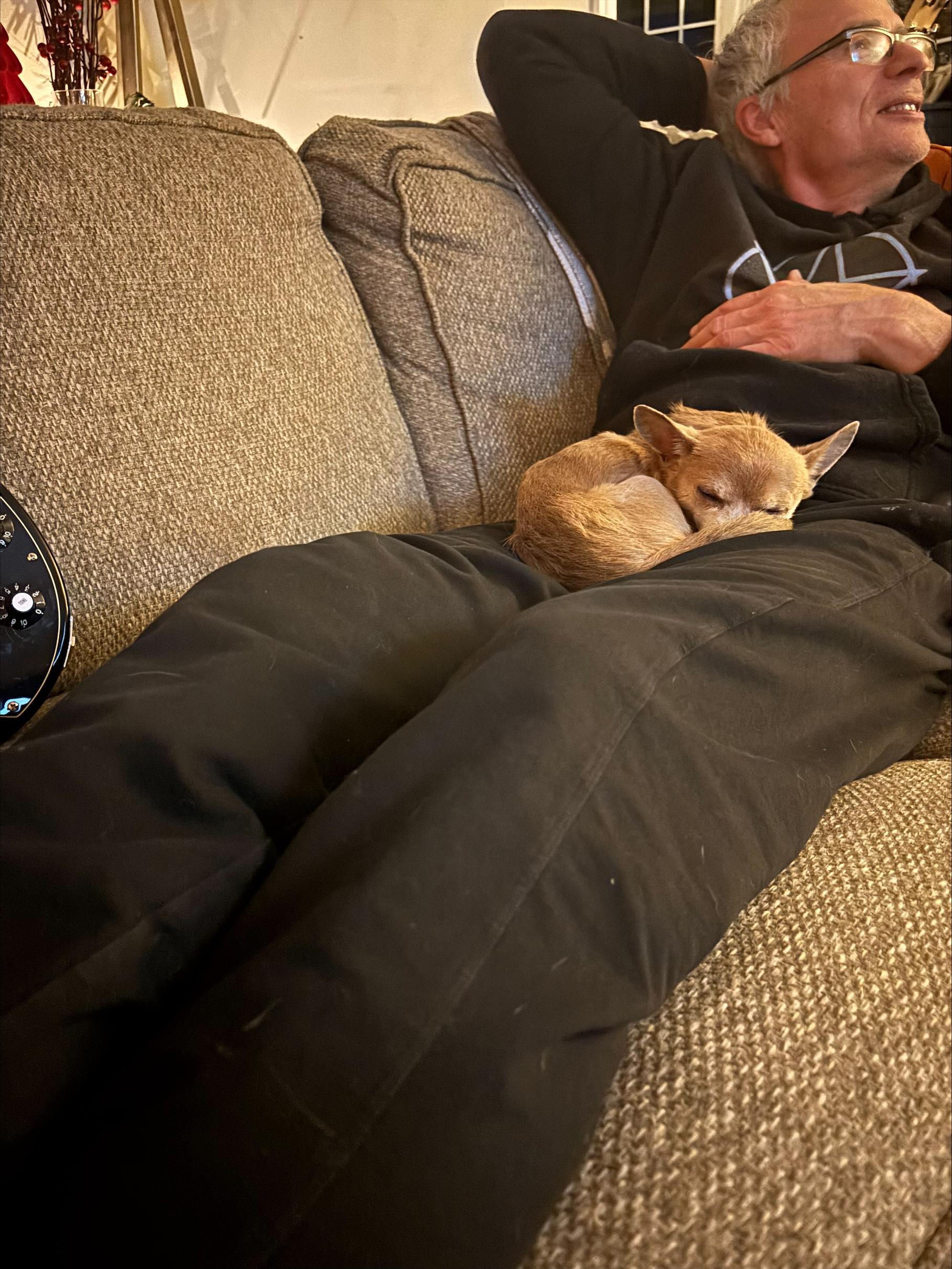 Enlarge Gremlin, a ADOPTABLE Chihuahua in Durham, NC image 2/4