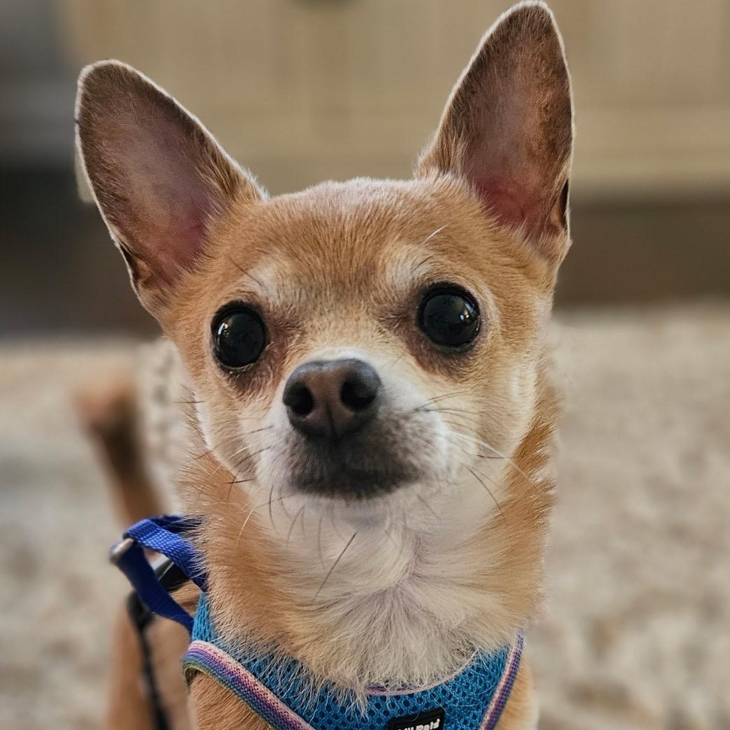 Enlarge Gremlin, a ADOPTABLE Chihuahua in Durham, NC image 1/4