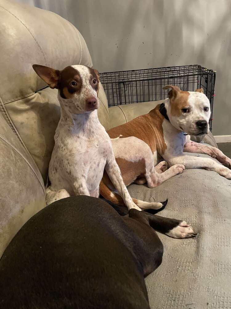 Enlarge Maybelle, a Adoptable mixed breed in Scott, LA image 1/2