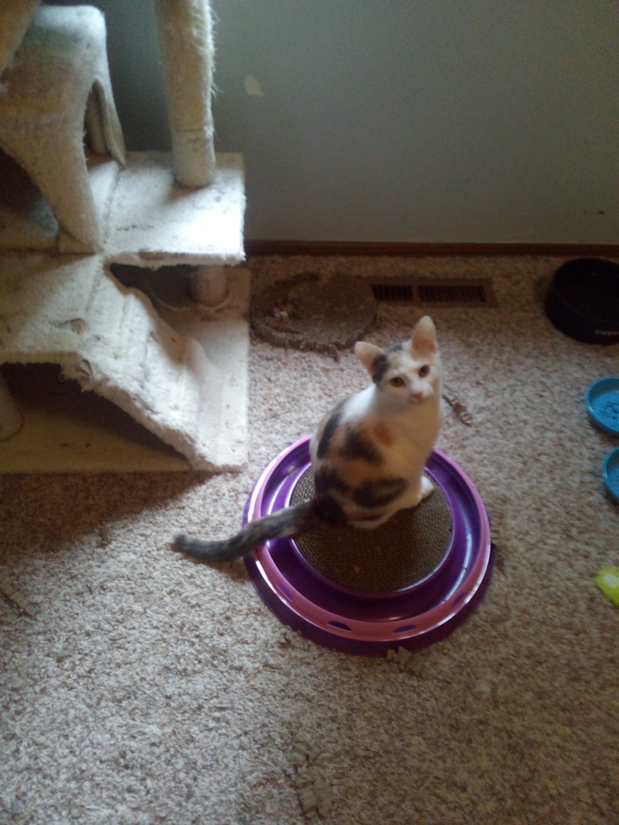 Beth, Adopted, Young Female Calico.