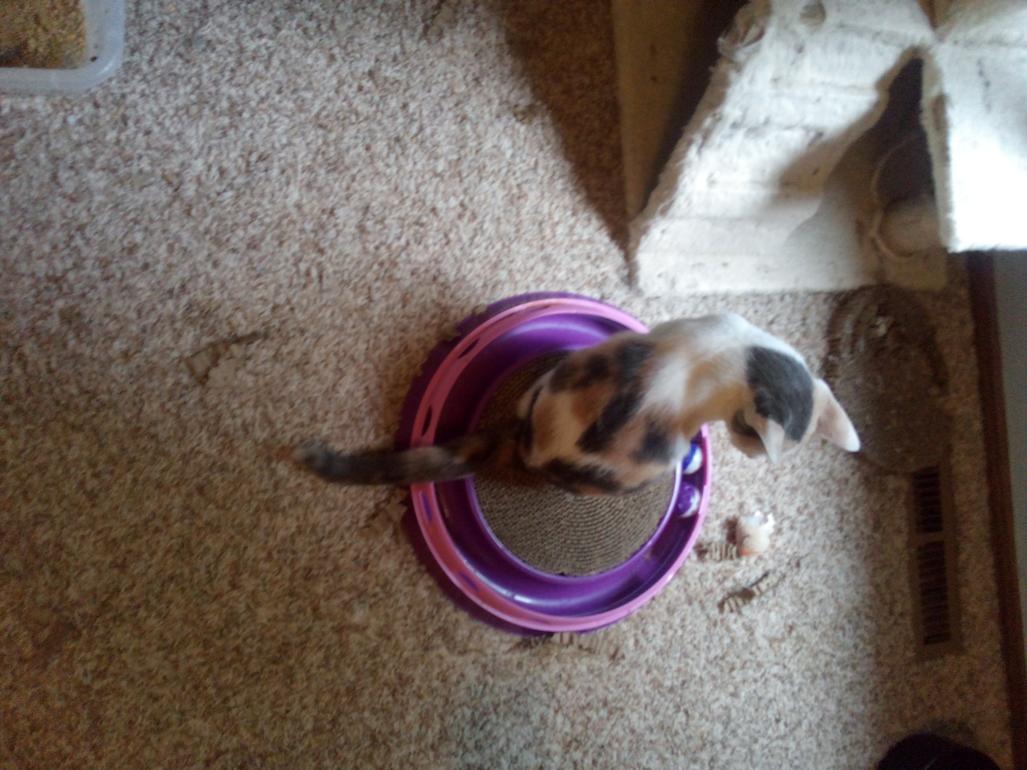 Enlarge Beth, a Adopted Calico in Mound, MN image 2/6