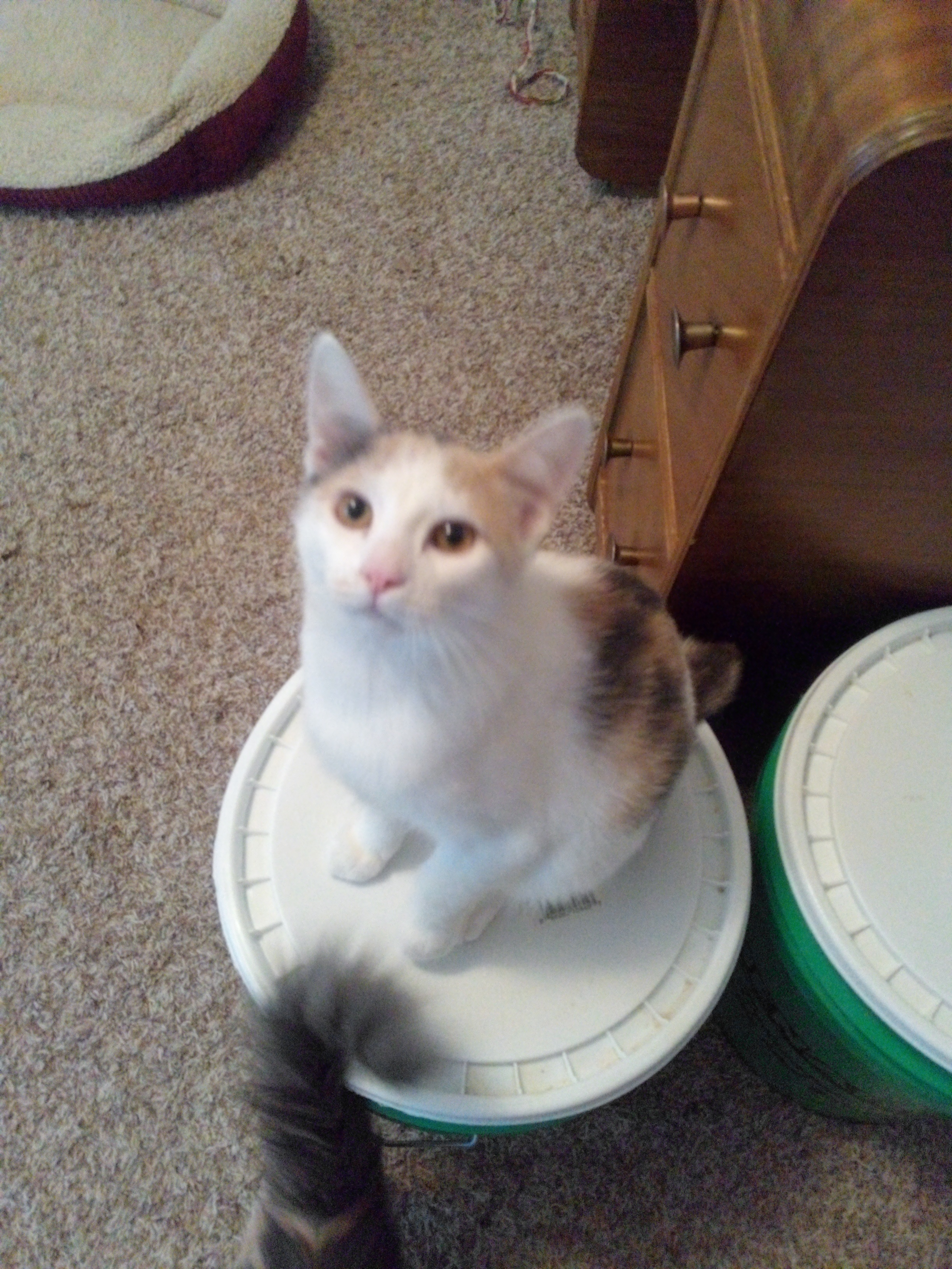 Enlarge Beth, a Adopted Calico in Mound, MN image 4/6