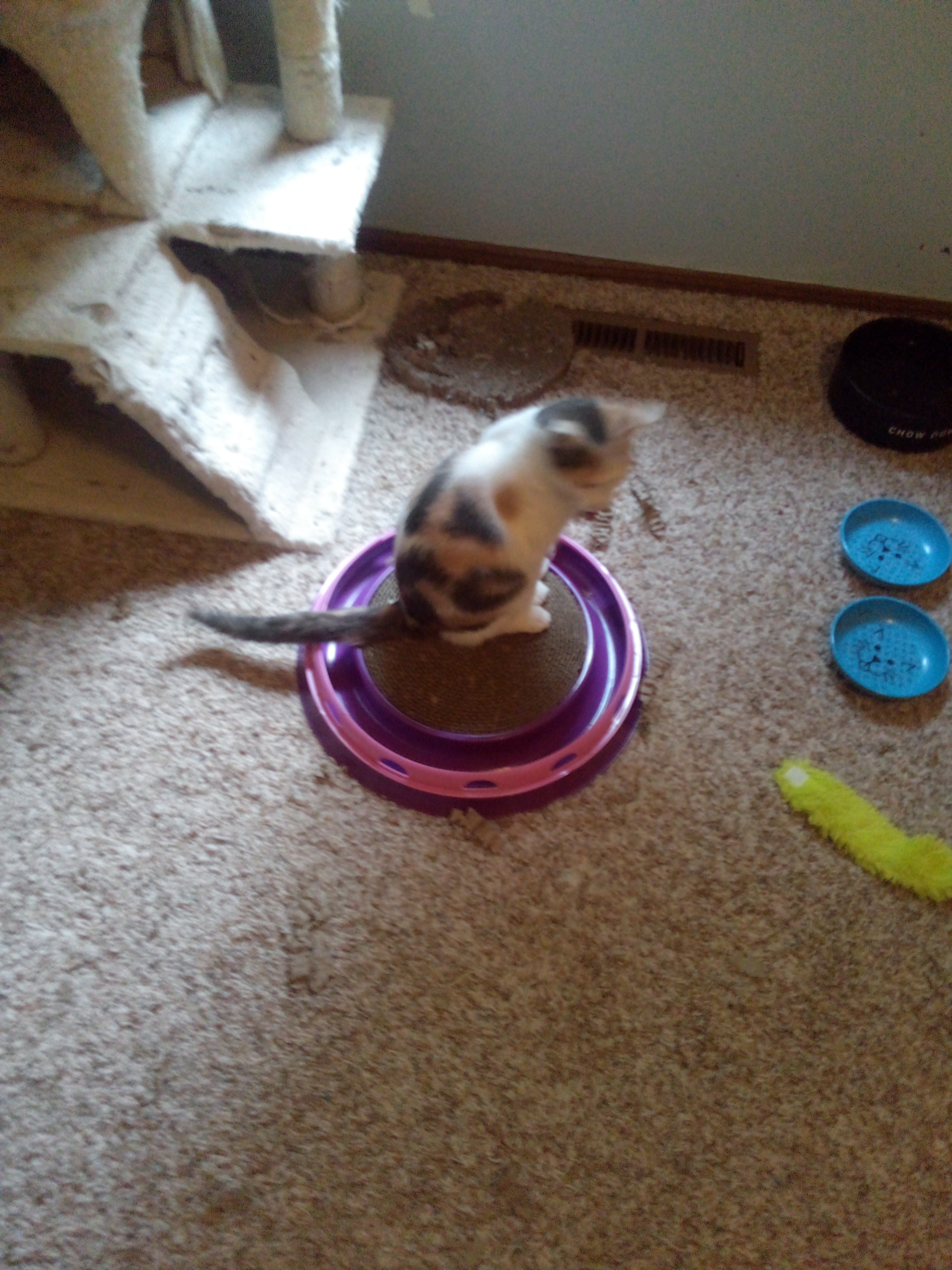 Enlarge Beth, a Adopted Calico in Mound, MN image 5/6