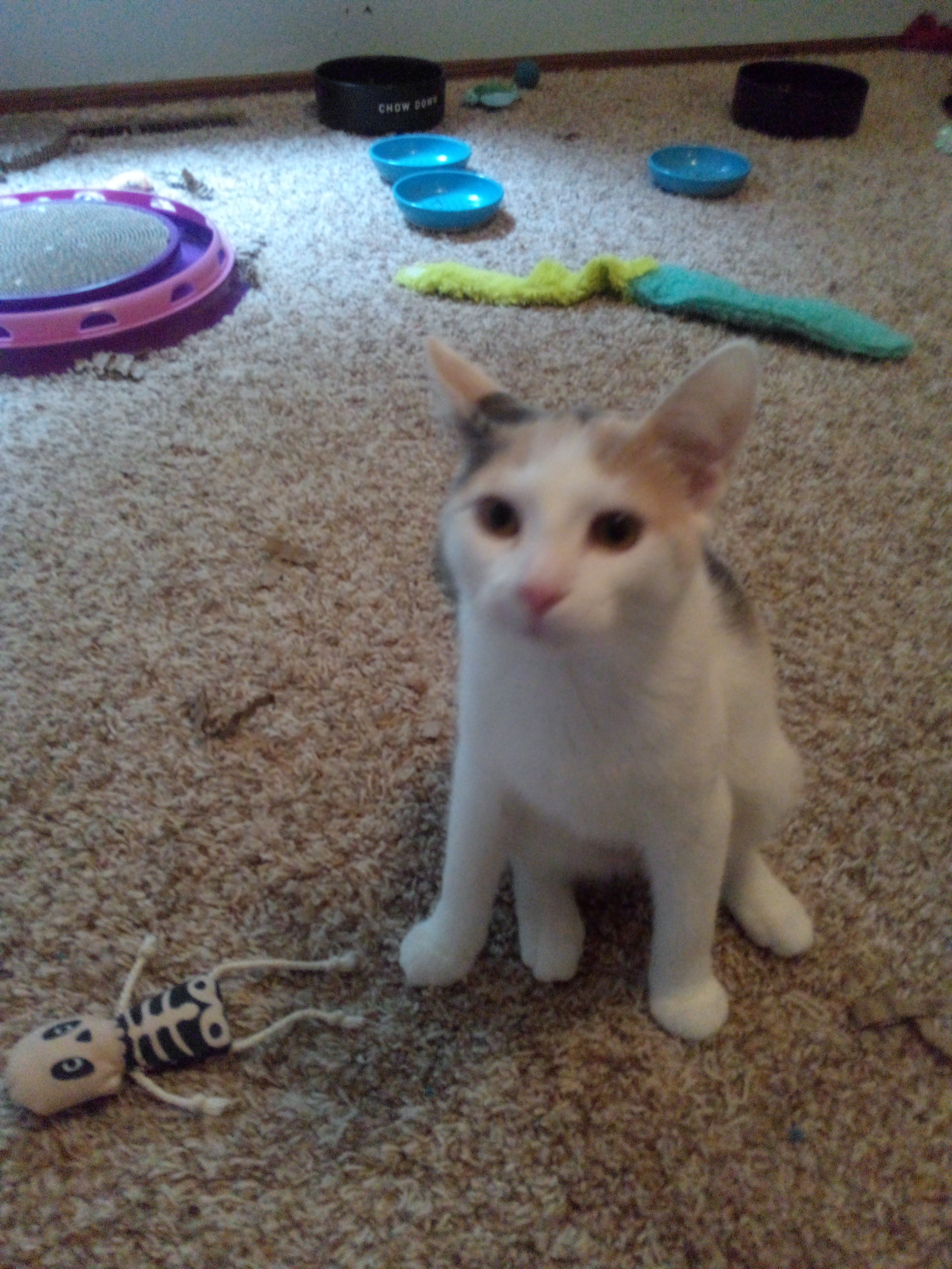 Enlarge Beth, a Adopted Calico in Mound, MN image 6/6