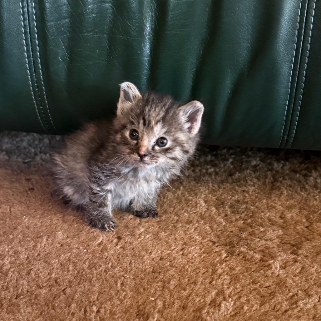 Prada, Adoptable, Kitten Female Domestic Short Hair.
