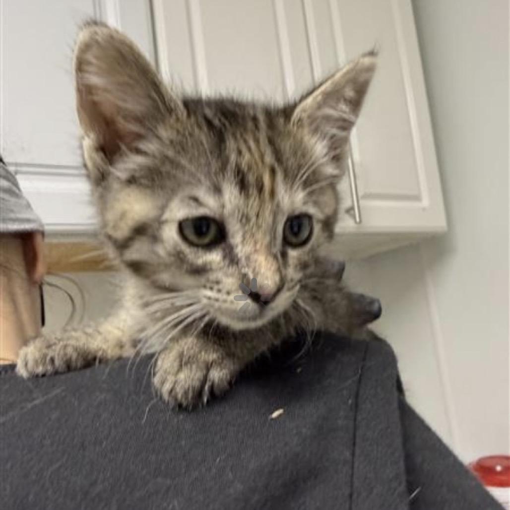 Enlarge Prada, a Adoptable Domestic Short Hair in Mount Shasta, CA image 2/4