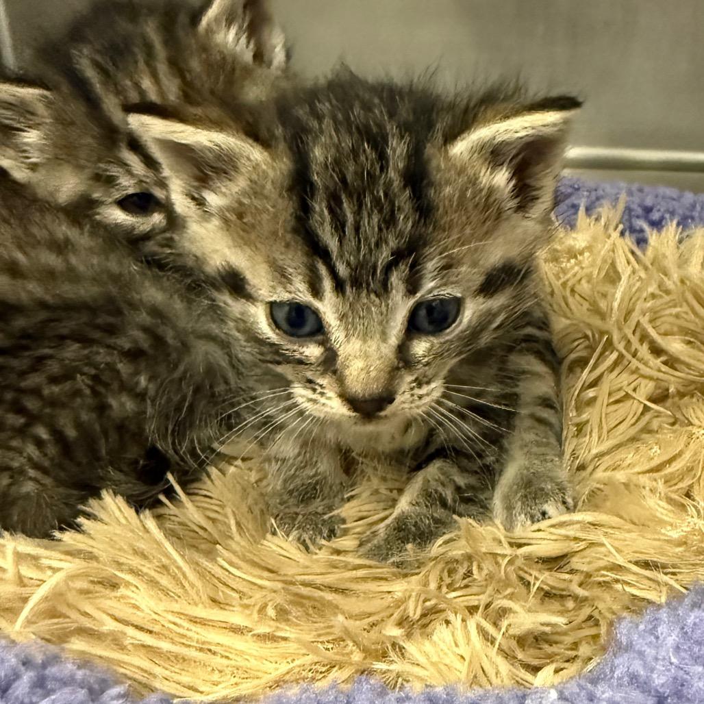 Enlarge Prada, a Adoptable Domestic Short Hair in Mount Shasta, CA image 4/4