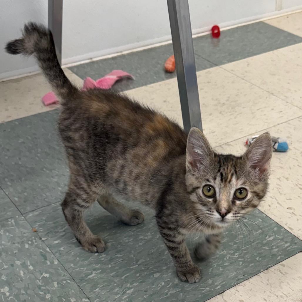 Enlarge Prada, a Adoptable Domestic Short Hair in Mount Shasta, CA image 5/5