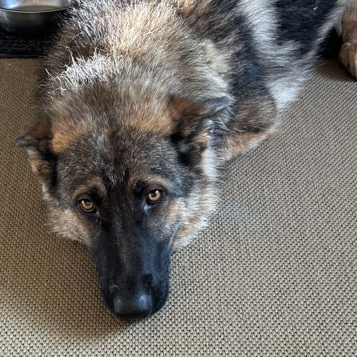 Enlarge Greta, a Adoptable mixed breed in Minneapolis, MN image 3/6