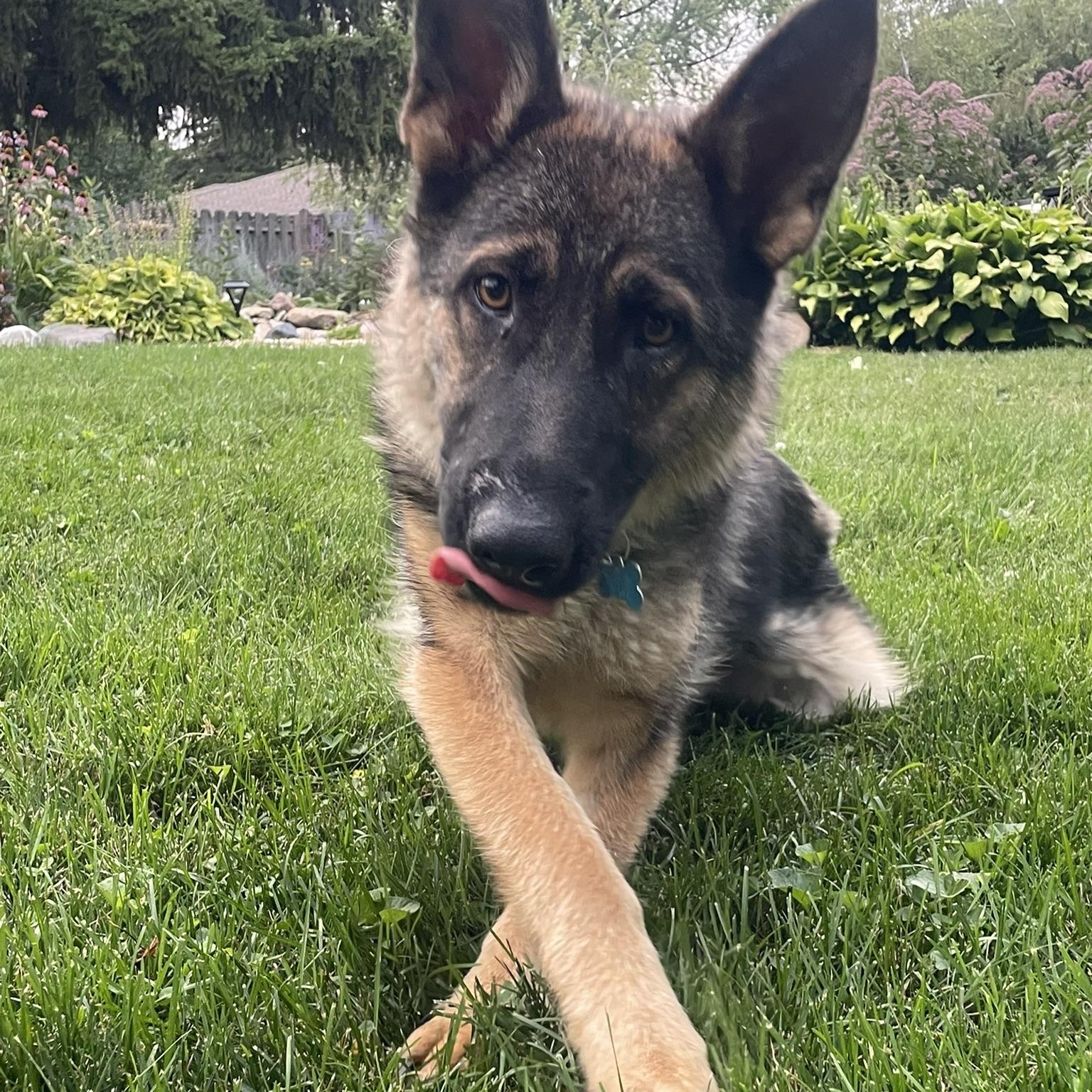 Enlarge Greta, a Adoptable mixed breed in Minneapolis, MN image 1/6