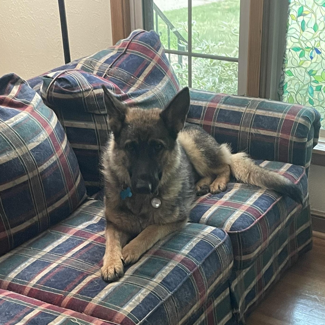 Enlarge Greta, a Adoptable mixed breed in Minneapolis, MN image 4/6