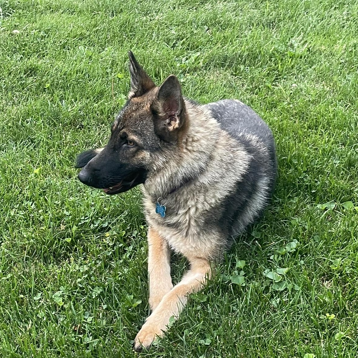 Enlarge Greta, a Adoptable mixed breed in Minneapolis, MN image 2/6