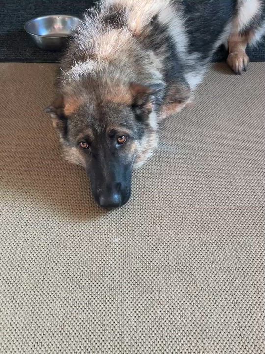 Enlarge Greta, a Adoptable mixed breed in Minneapolis, MN video 6/6