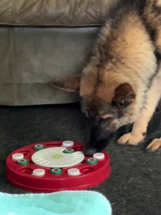 Enlarge Greta, a Adoptable mixed breed in Minneapolis, MN video 5/6
