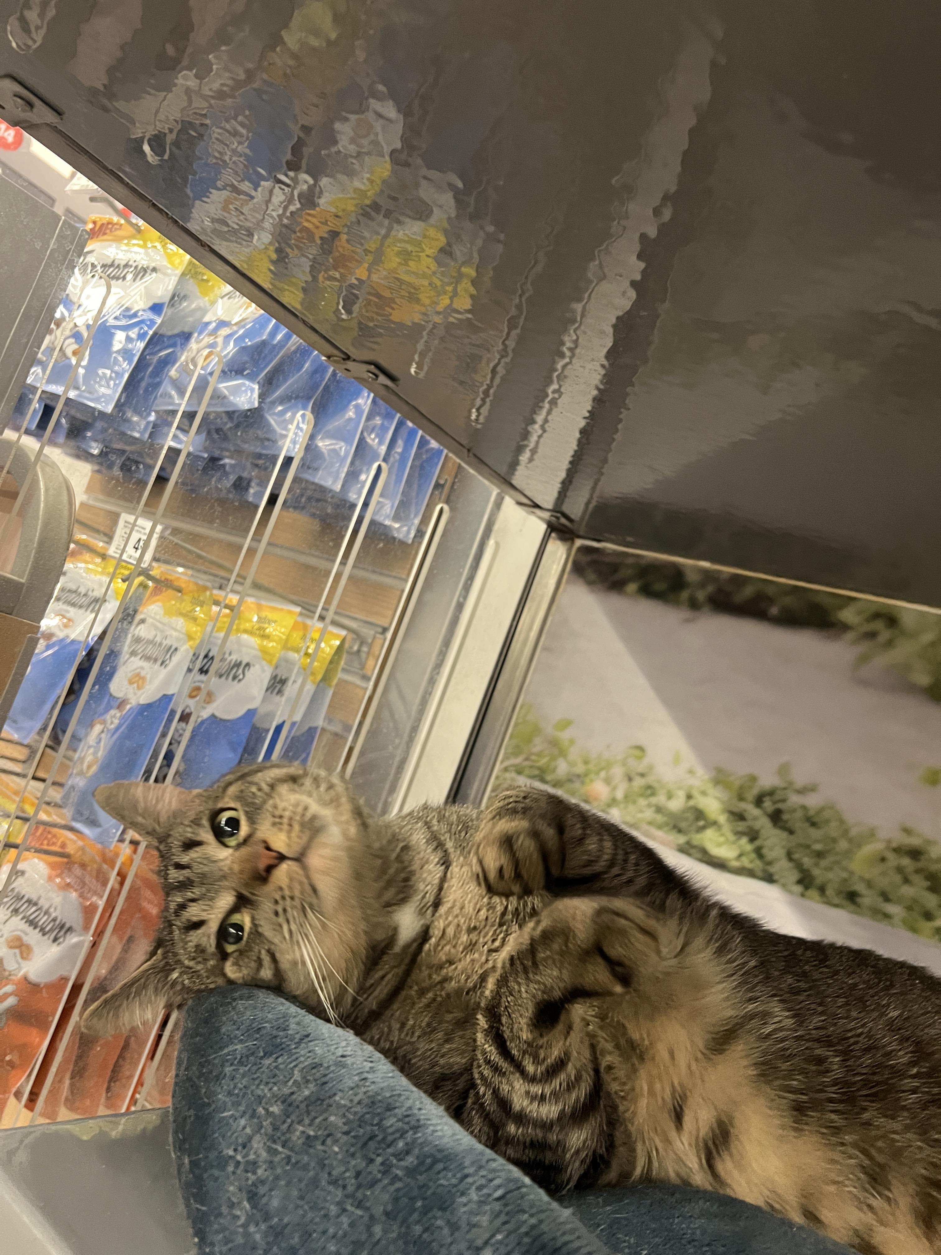 Enlarge Zeus, a ADOPTABLE Domestic Short Hair in New York, NY image 6/6