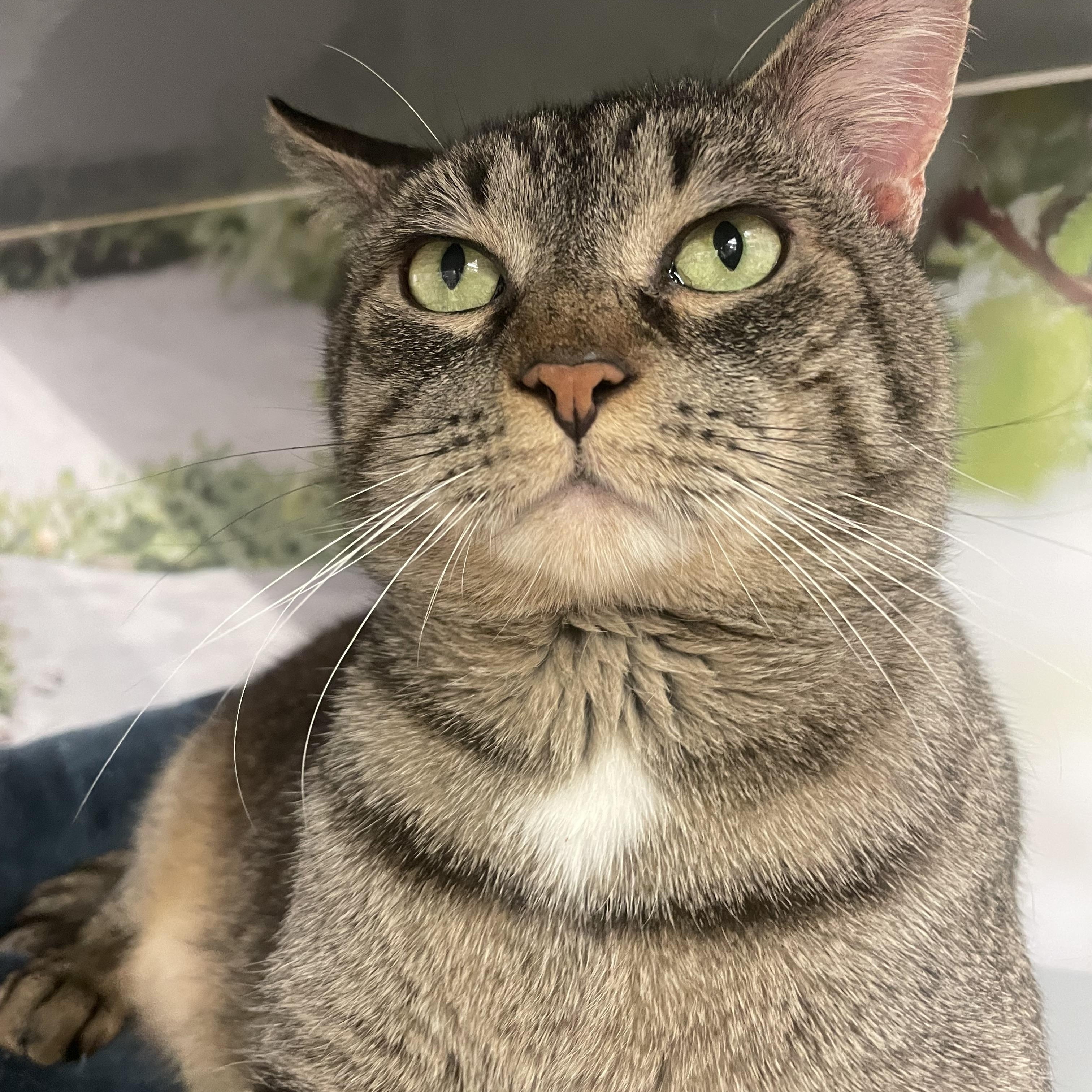 Enlarge Zeus, a ADOPTABLE Domestic Short Hair in New York, NY image 3/6