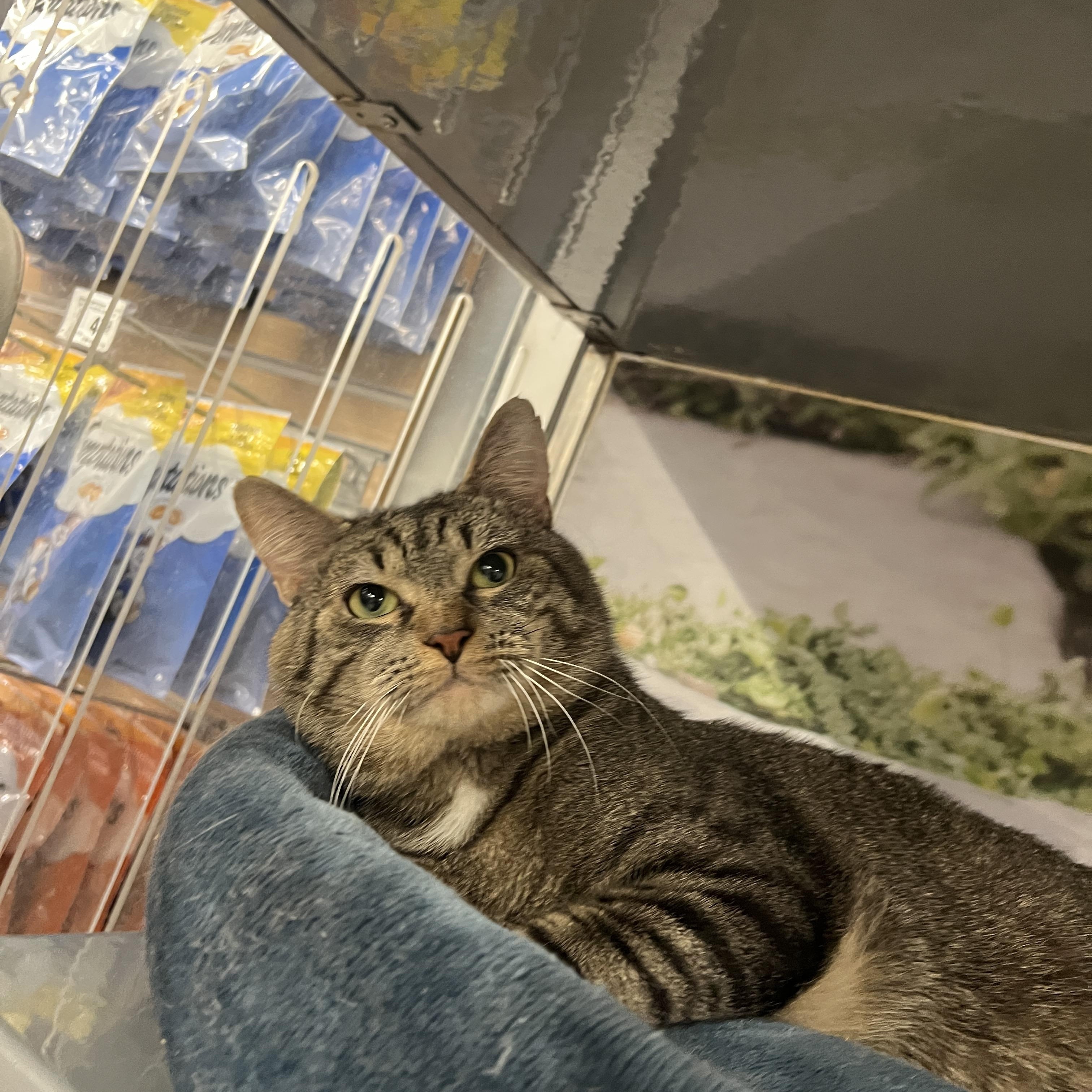 Enlarge Zeus, a ADOPTABLE Domestic Short Hair in New York, NY image 5/6