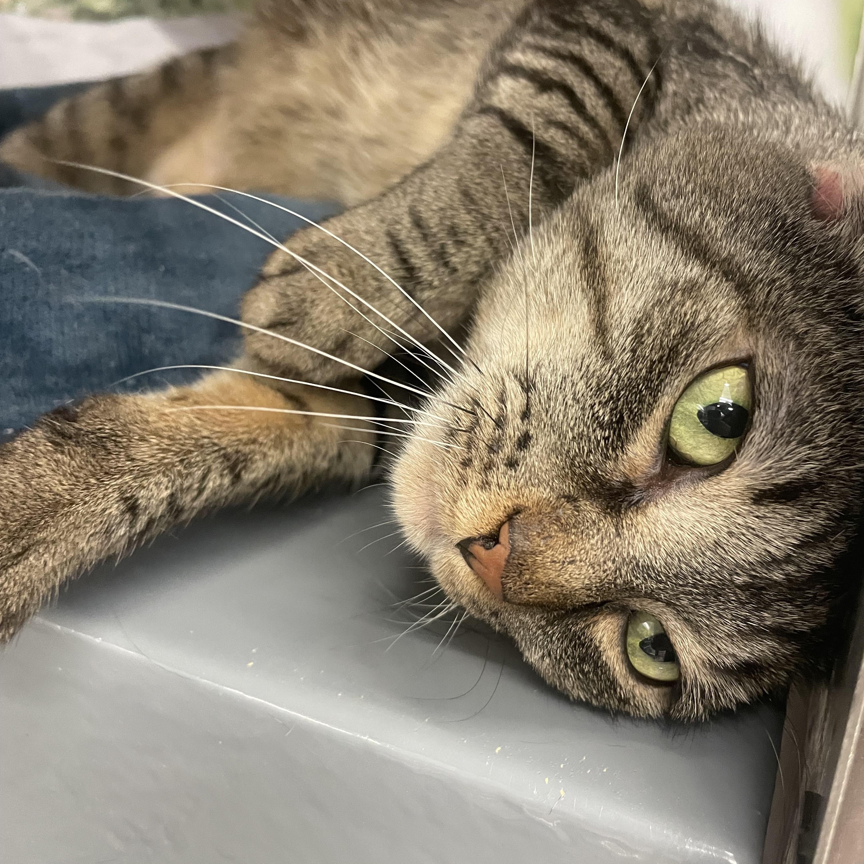 Enlarge Zeus, a ADOPTABLE Domestic Short Hair in New York, NY image 4/6