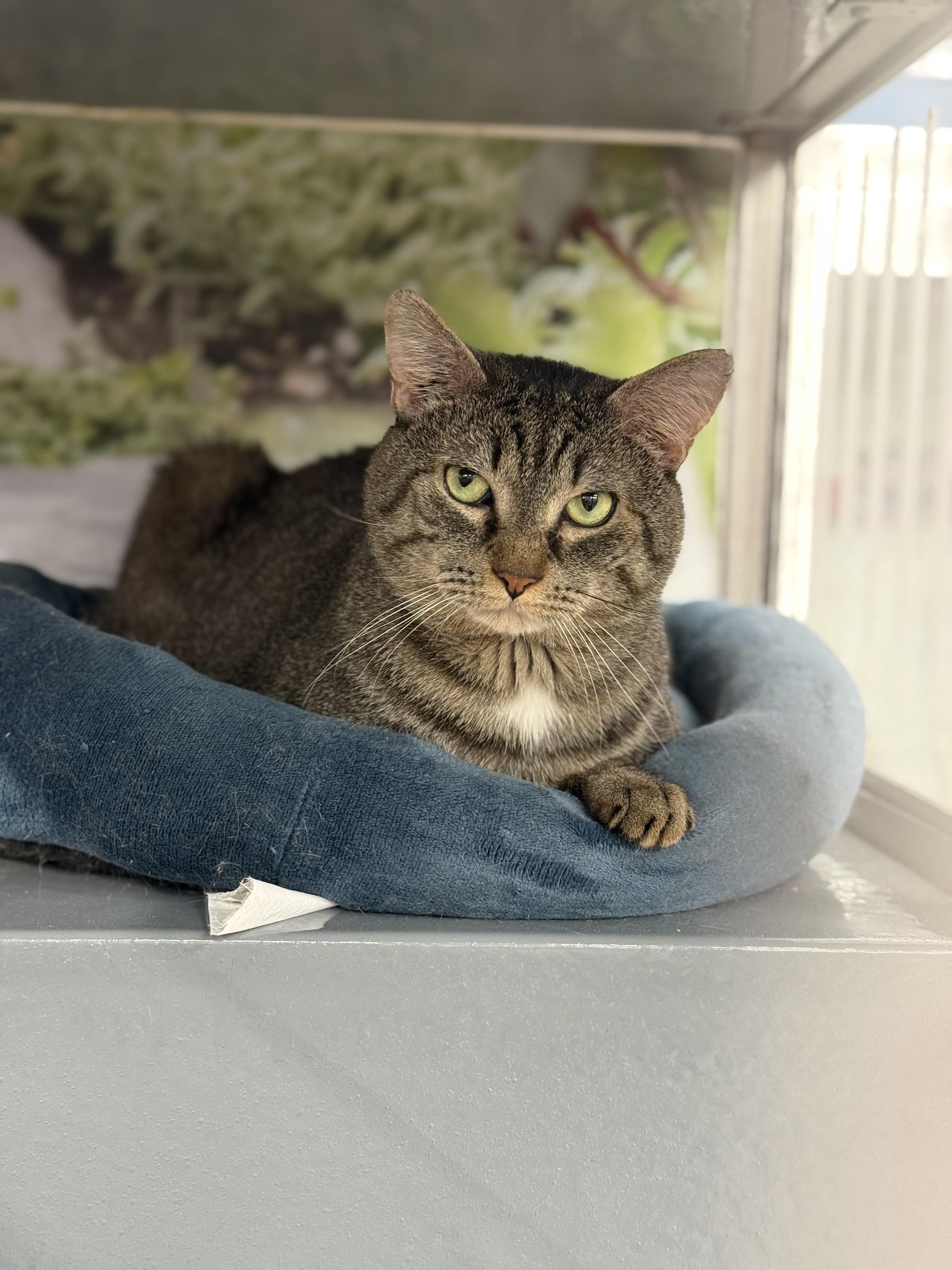 Enlarge Zeus, a ADOPTABLE Domestic Short Hair in New York, NY image 2/6