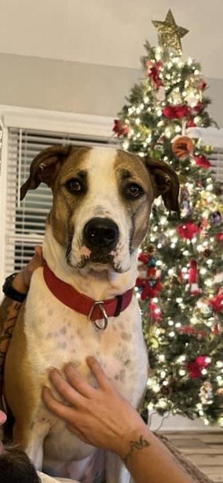 Enlarge Draco, a Adoptable mixed breed in Maiden, NC image 2/5