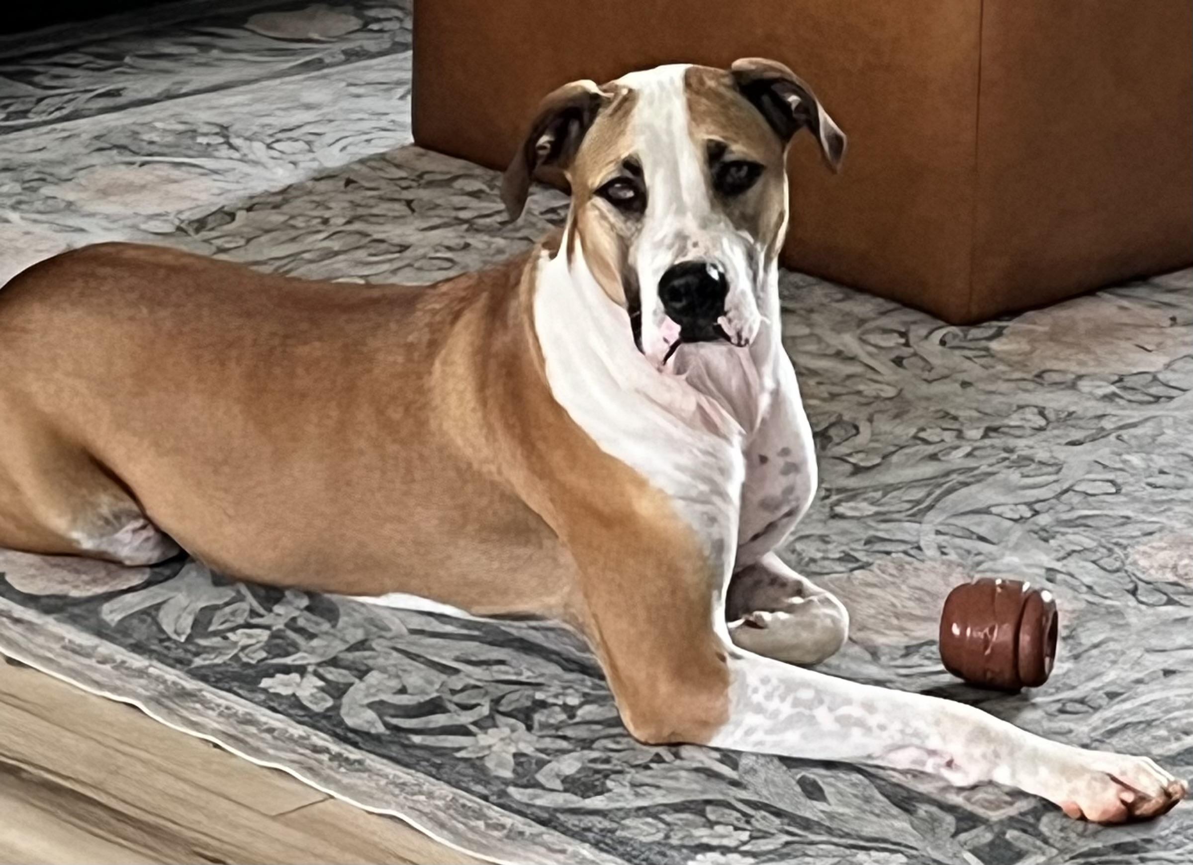 Enlarge Draco, a Adoptable mixed breed in Maiden, NC image 3/5