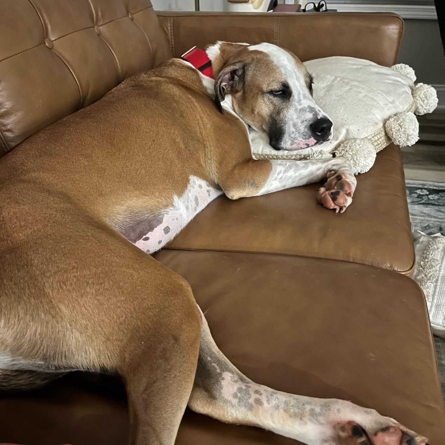 Draco, Adoptable, Adult Male Boxer & Hound.