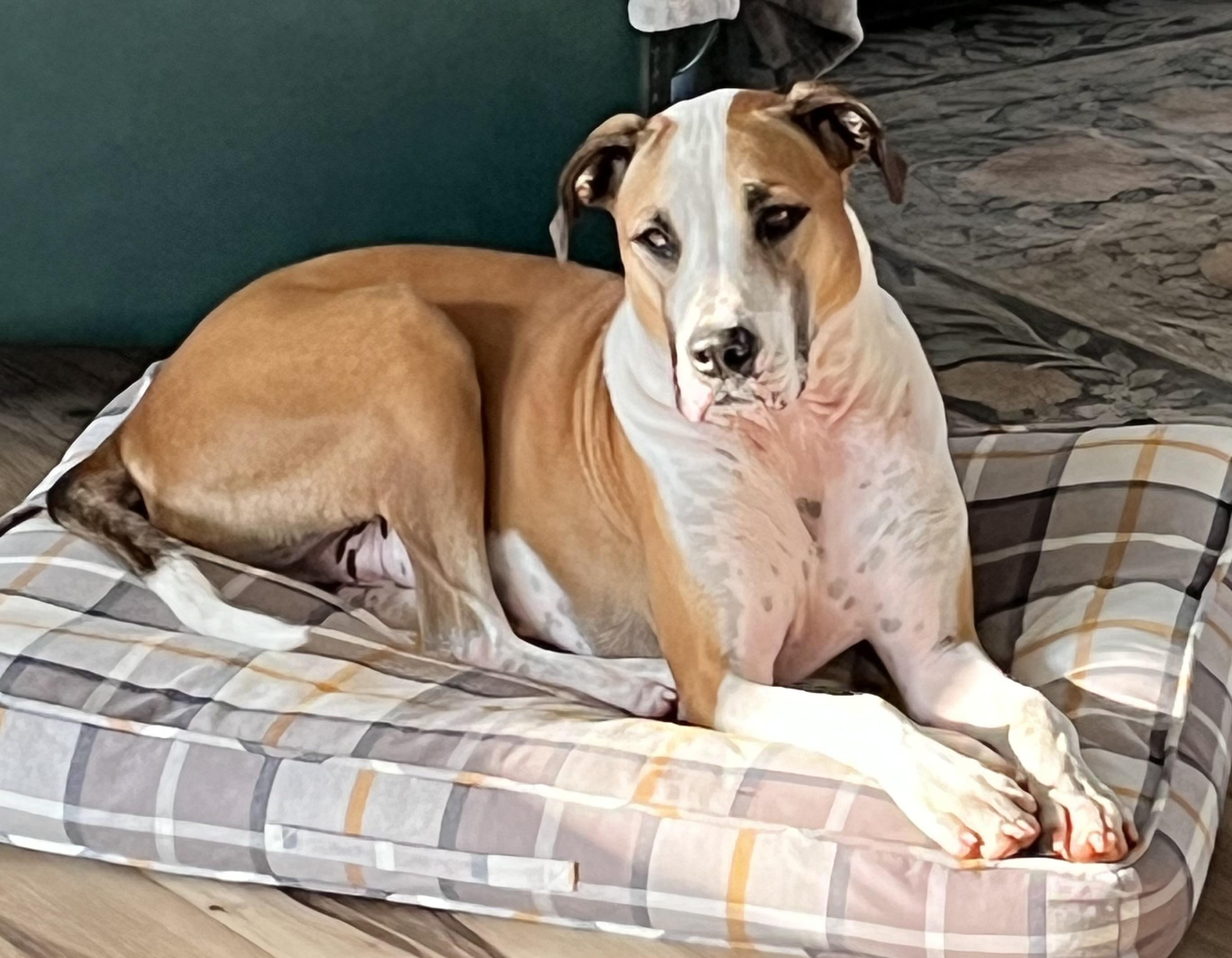 Enlarge Draco, a Adoptable mixed breed in Maiden, NC image 4/5