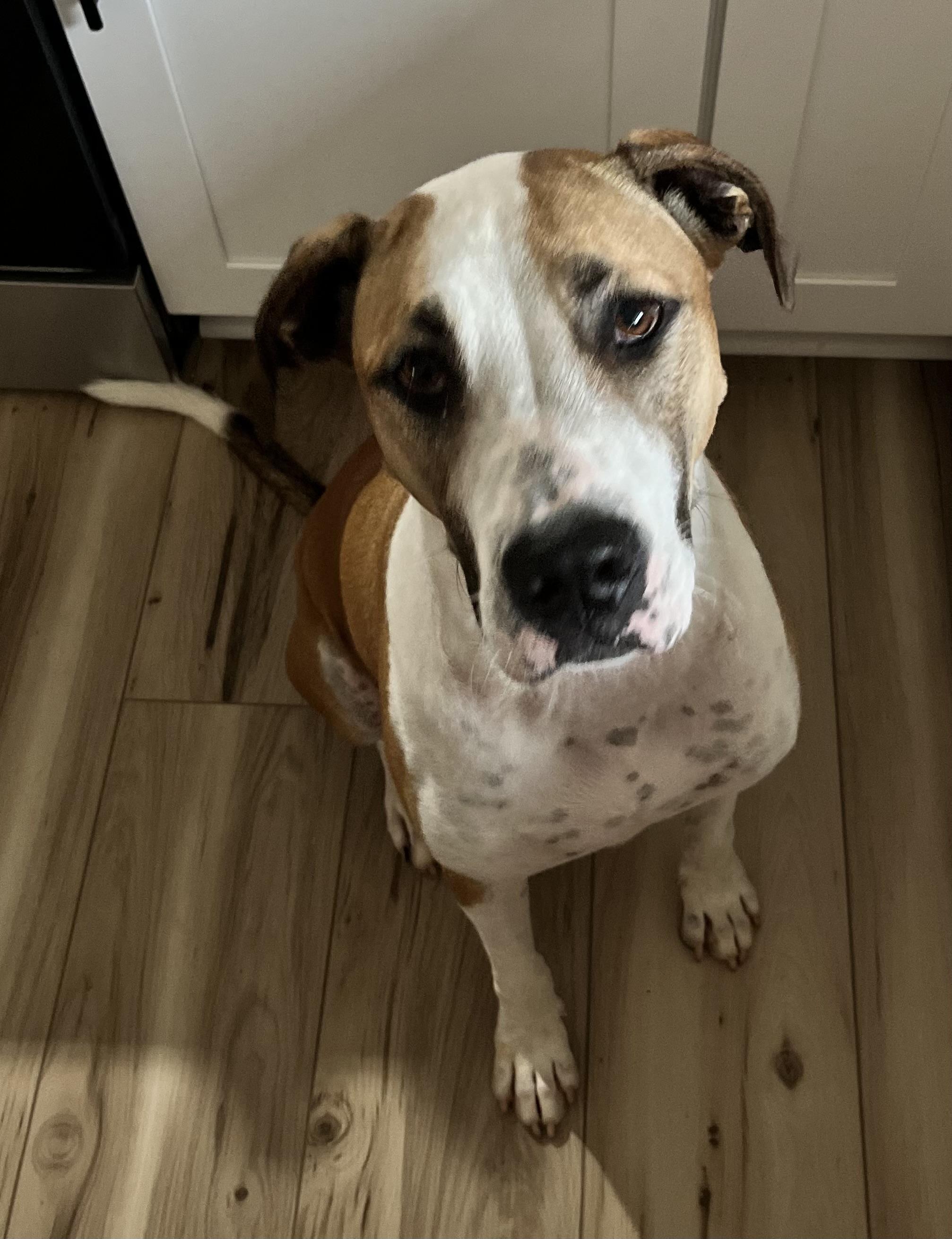 Enlarge Draco, a Adoptable mixed breed in Maiden, NC image 5/5