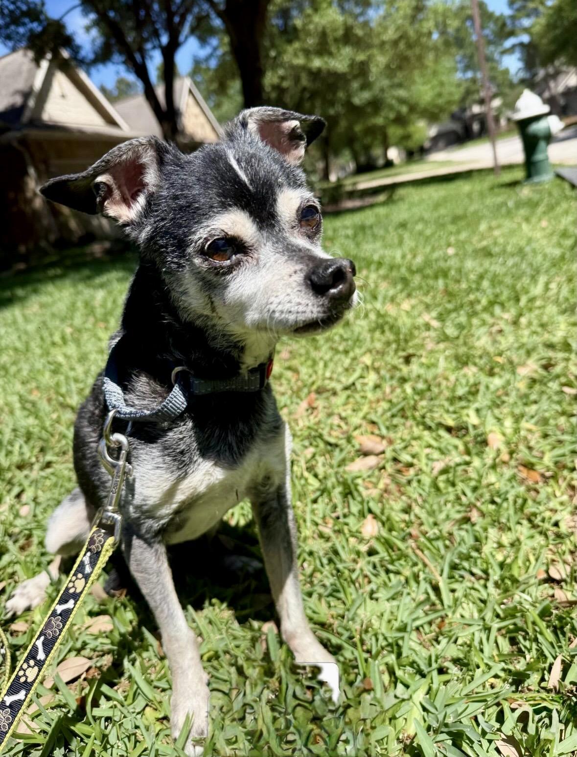 Kirby, ADOPTABLE, Senior Male Chihuahua.