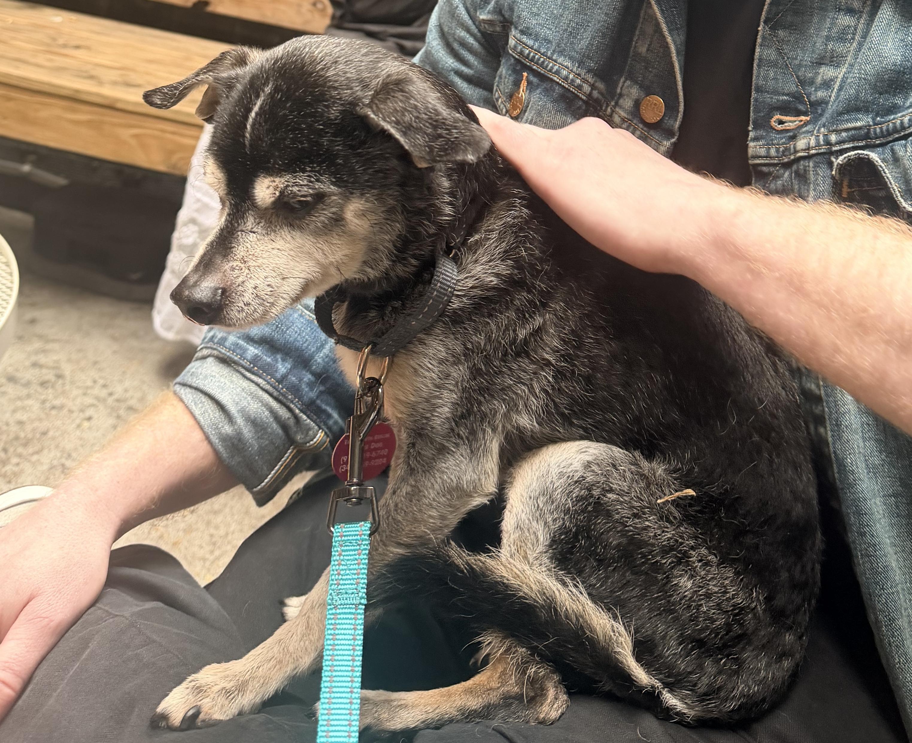 Enlarge Kirby, a ADOPTABLE mixed breed in Brooklyn, NY image 5/6