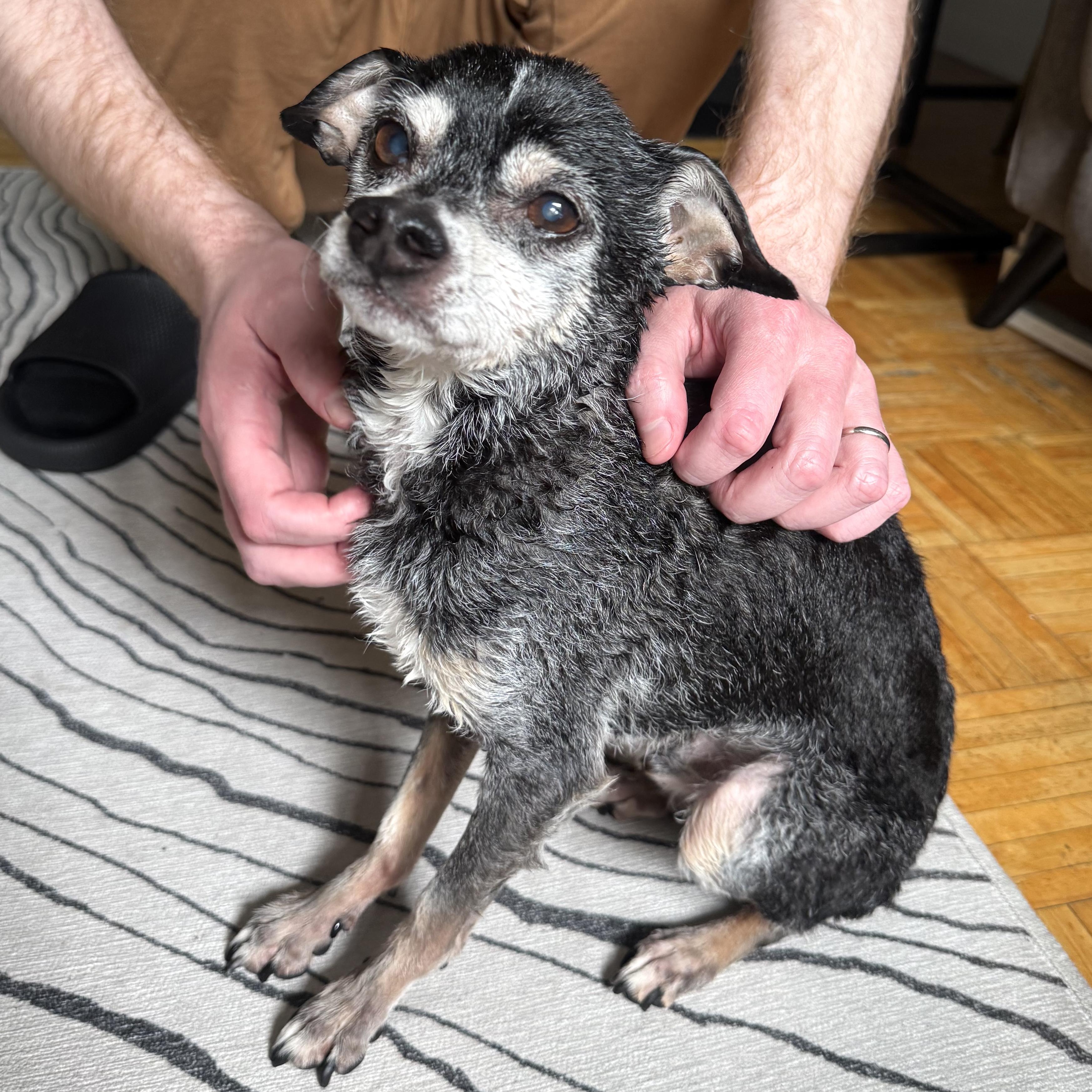Enlarge Kirby, a ADOPTABLE mixed breed in Brooklyn, NY image 3/6