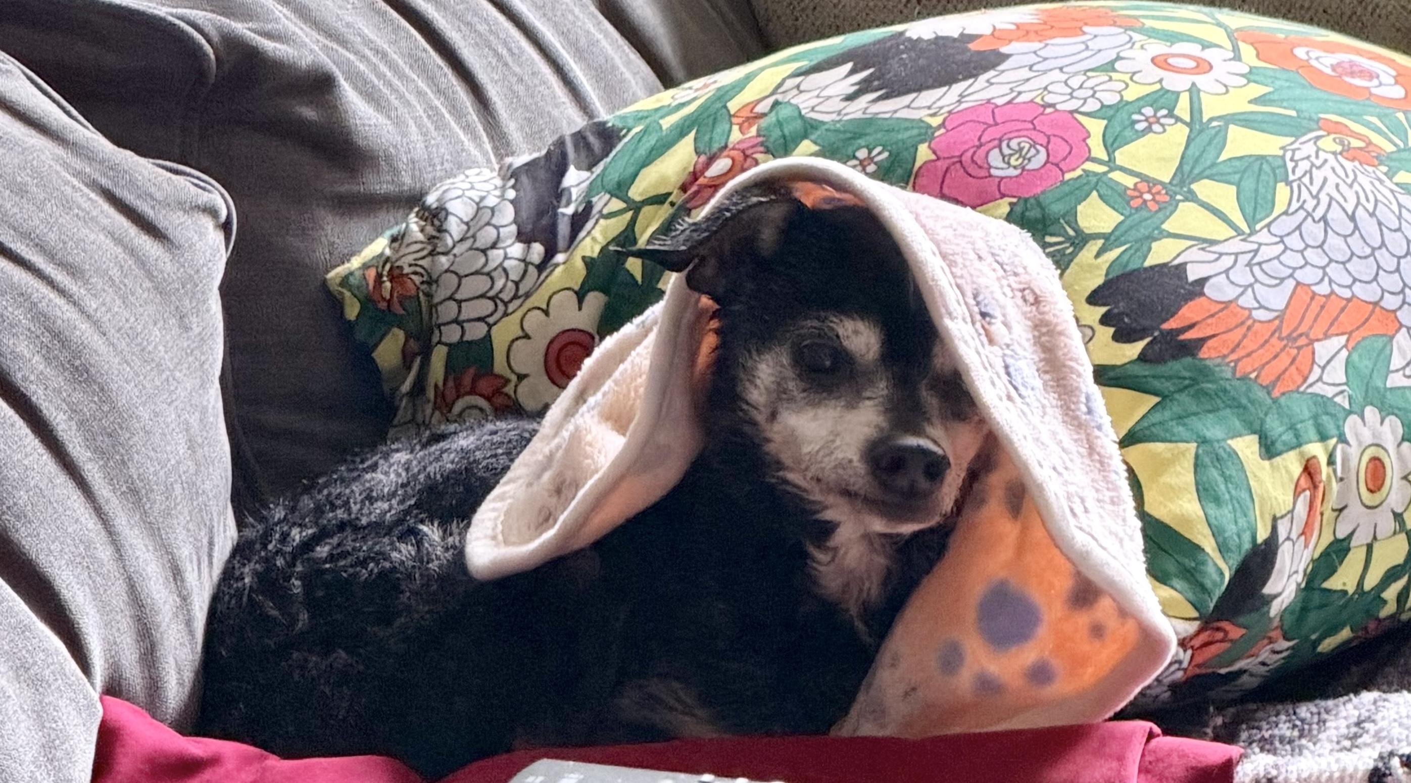 Enlarge Kirby, a ADOPTABLE mixed breed in Brooklyn, NY image 2/6