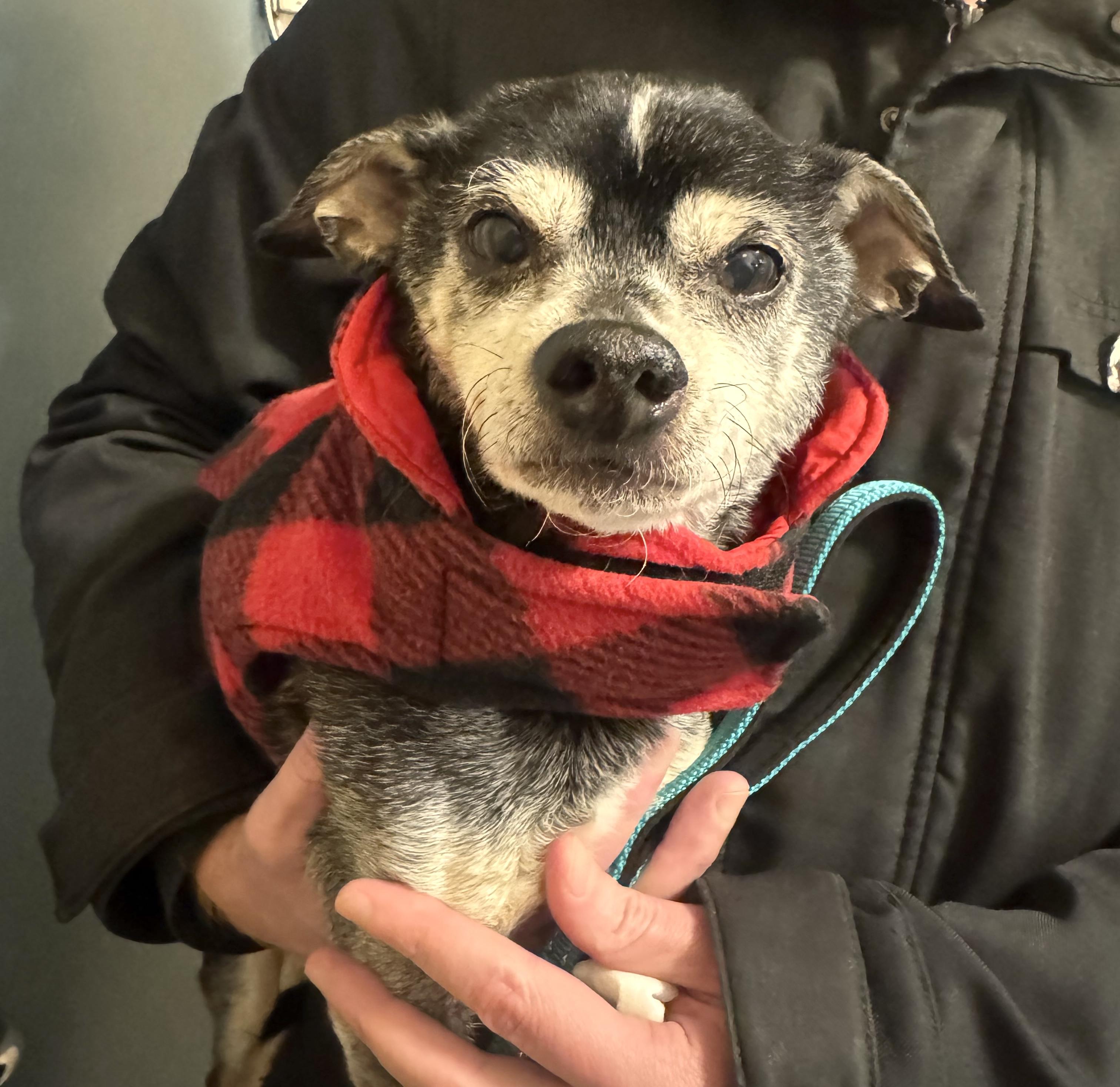 Enlarge Kirby, a ADOPTABLE mixed breed in Brooklyn, NY image 4/6