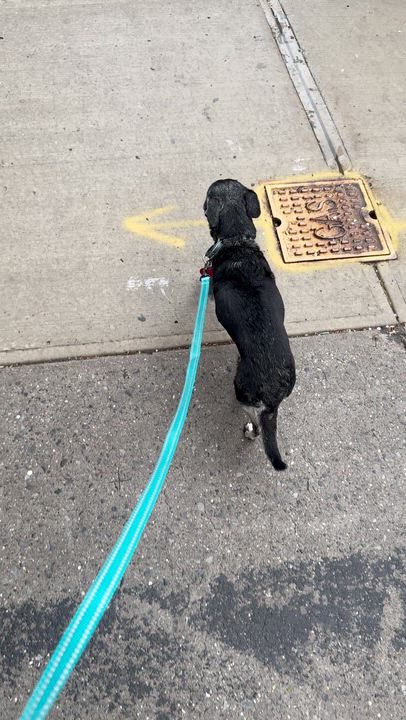 Enlarge Kirby, a ADOPTABLE mixed breed in Brooklyn, NY video 6/6