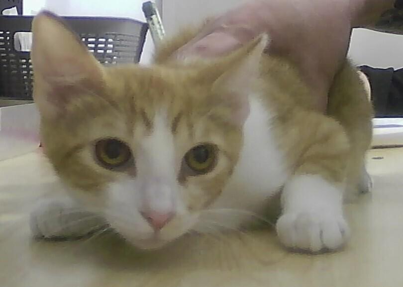 Roux, Adoptable, Kitten Male Domestic Short Hair.