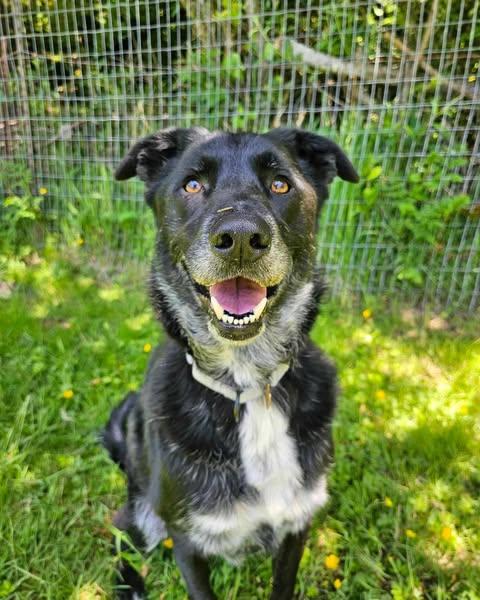 Topper, Adoptable, Adult Male Black Labrador Retriever & Irish Wolfhound.