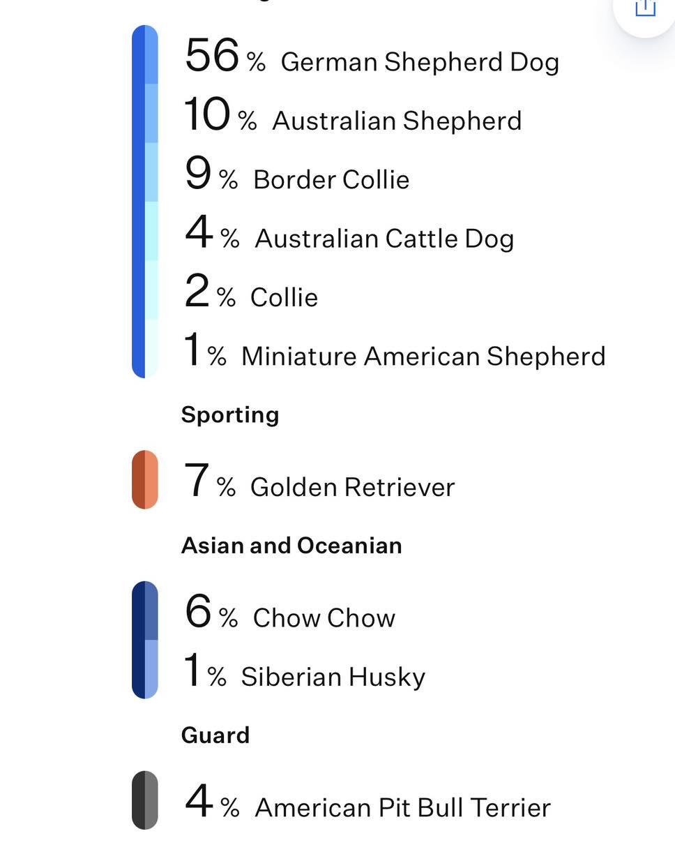Enlarge Topper, a Adoptable mixed breed in Crescent city, CA image 5/5
