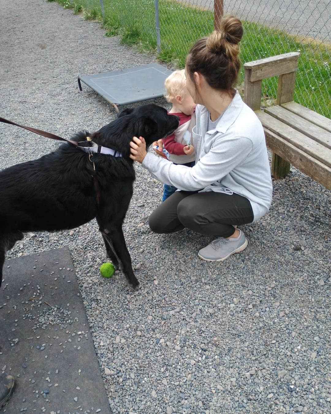 Topper, an adoptable Black Labrador Retriever, Irish Wolfhound in Crescent city, CA, 95531 | Photo Image 3